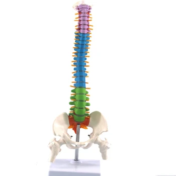 Цветен Гъвкав гръбначен стълб, Анатомический режим, Модел на гръбначния стълб на човека в реален размер с таза, бедрената кост и 45 см със стойка